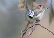 Haubenmeise - European Crested Tit  (Lophophanes cristatus)